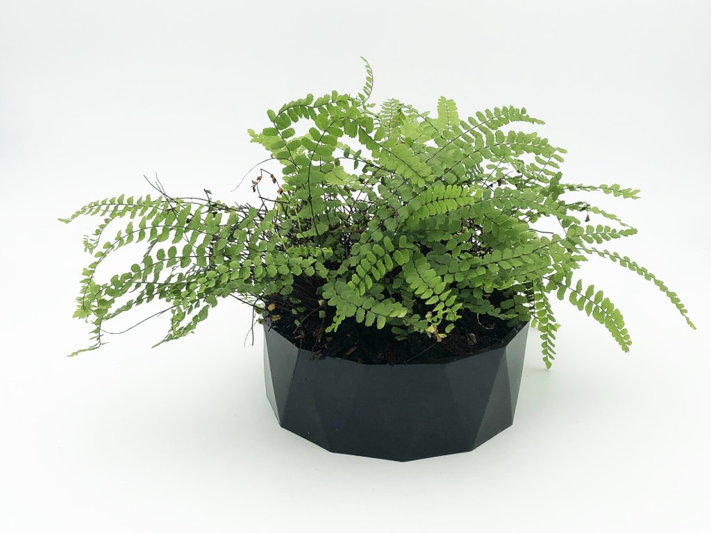 Image jardinière diamant noir et couleurs cire abeille contenant une fougère