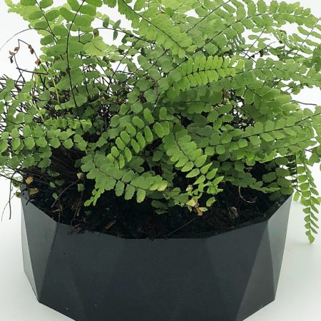 Image jardinière diamant noir et couleurs cire abeille contenant une fougère