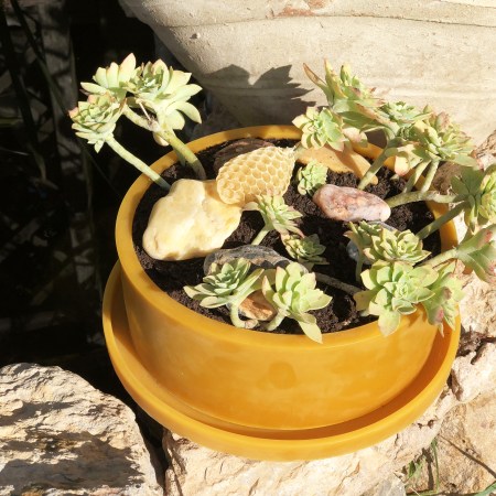 Décoration naturelle jardinière ronde courte avec plante en cire d'abeille pour décoration de la maison ou cadeau original