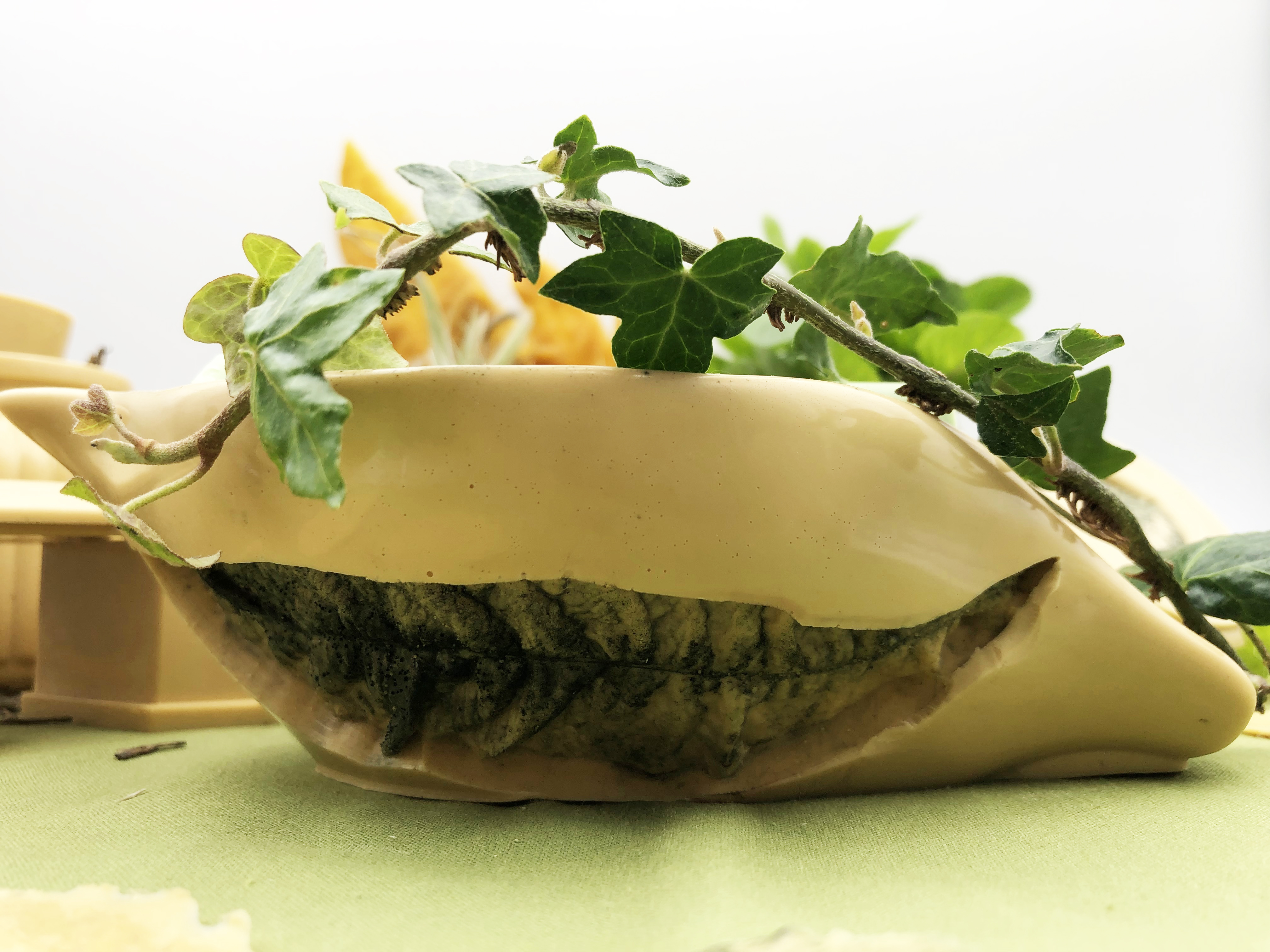 la feuille en cire d'abeille vide beilsens avec plante